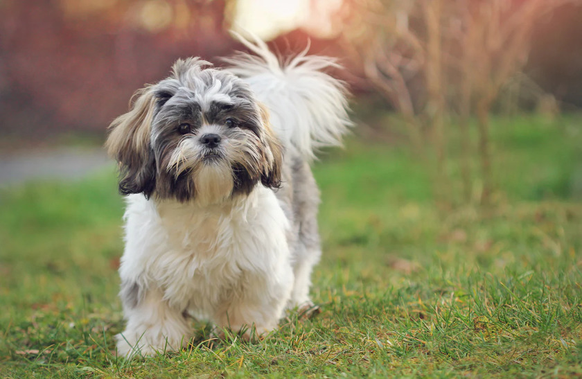Криптовалюта-мем Shih Tzu подорожала на 847 800% за несколько минут.