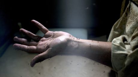 33 de ţări au fost afectate până acum de virusul Zika