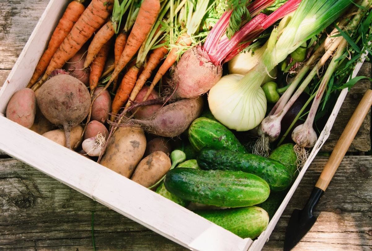 Цены на сельскохозяйственную продукцию снижаются: овощи подешевели почти на 30%.