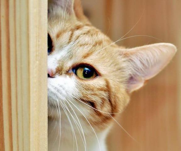 Коты идут на шубы. Фото: cat-story.ru
