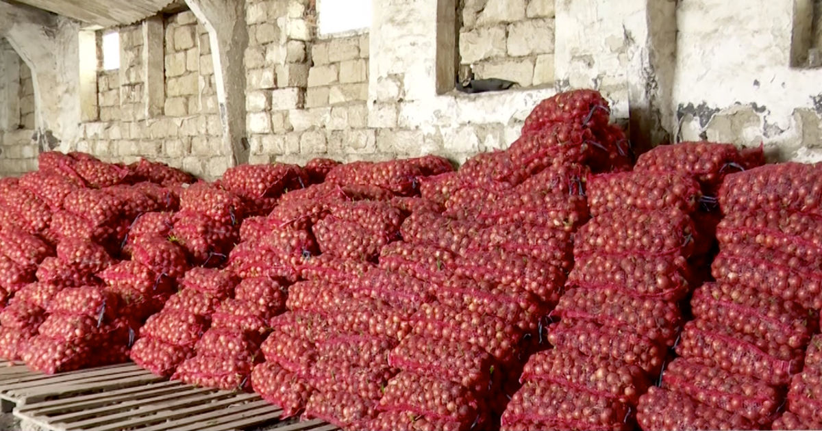 Sute de tone de ceapă ar putea ajunge la gunoi: Fermierii se plâng de lipsa cumpărătorilor.