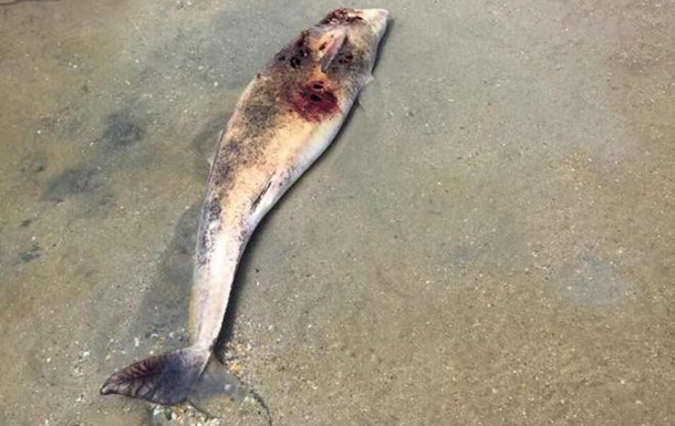 В Одесской области на морское побережье волнами вынесло несколько десятков мертвых дельфинов. 