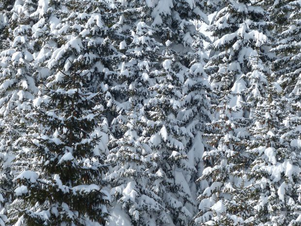 Ninsori la mijlocul lunii mai în România. Foto: ziuanews.ro