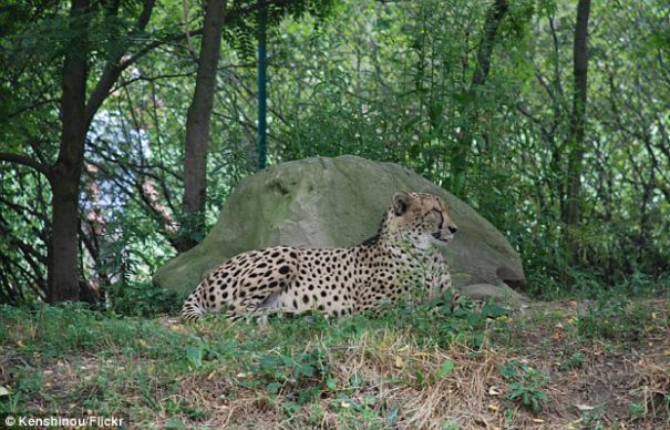 Un copil de doi ani a căzut în cuşca gheparzilor. Foto: evz.ro