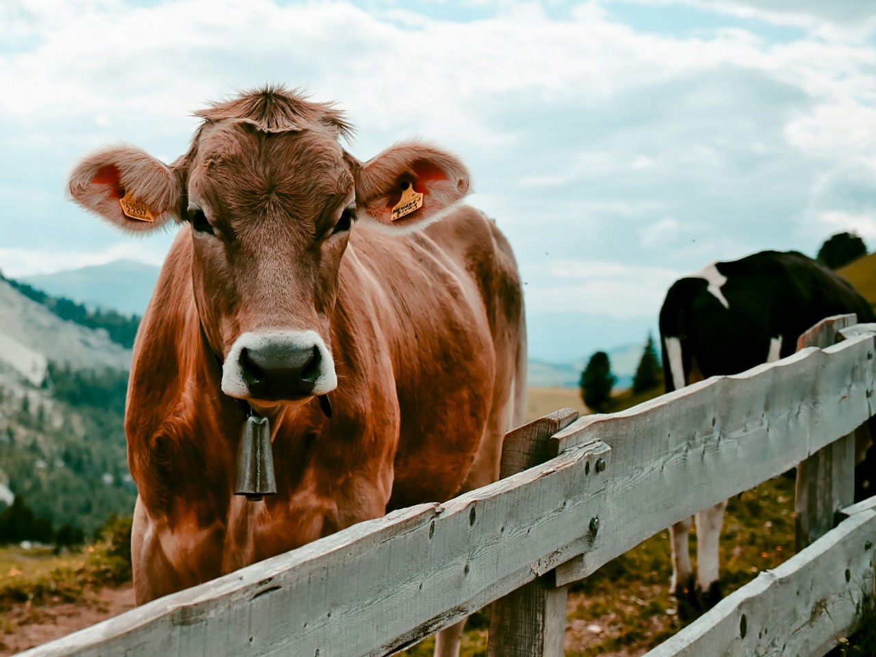 Capacitățile de diagnosticare a bolilor la animale în Moldova, îmbunătățite.