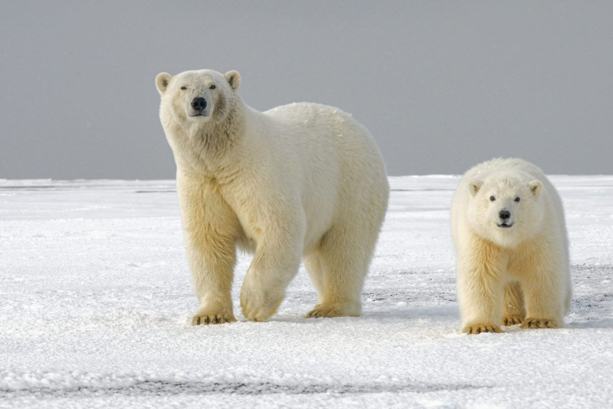 Un nou tip de traume, identificat la urșii polari din cauza schimbărilor climatice.