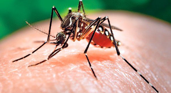 Zika a fost declarată urgenţă medicală globală săptămâna trecută de Organizaţia Mondială a Sănătăţii.