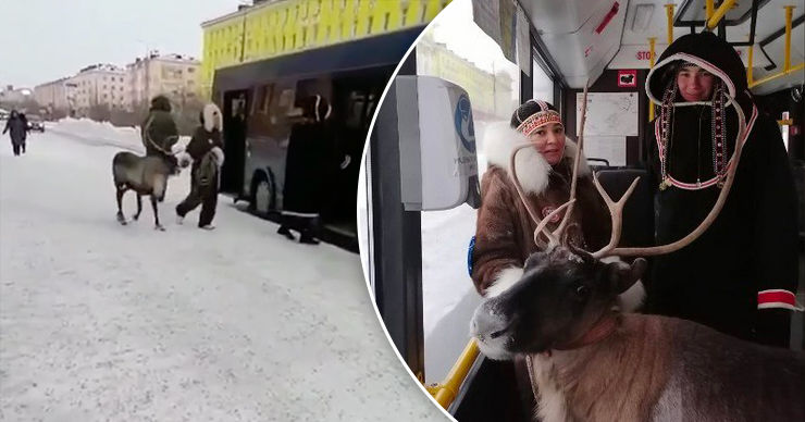В Норильске россиянка прокатилась в автобусе со своим оленем. Коллаж Point.md.
