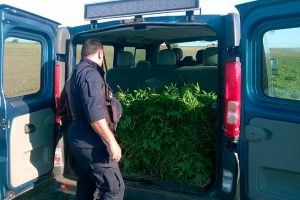 В Гагаузии уничтожены 11 очагов дикорастущих наркосодержащих растений.