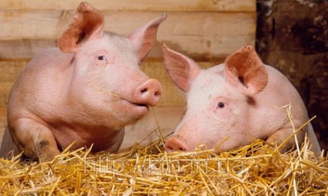 Экспорт этой продукции из соседней страны увеличился на треть.