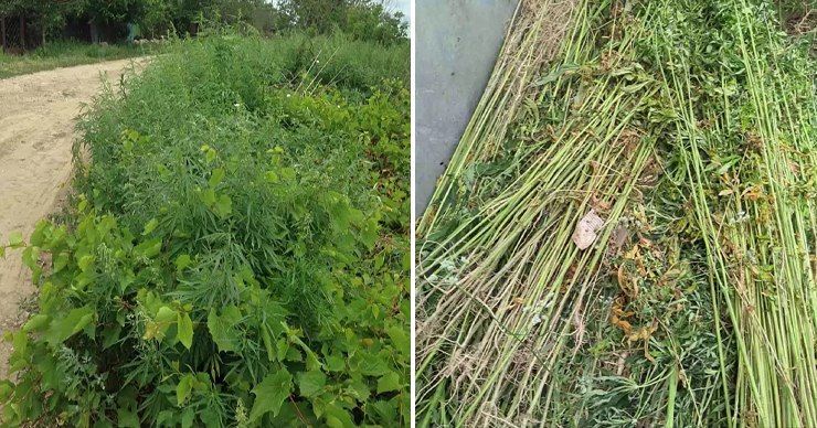 В Бубуечь полицейские обнаружили 230 растений конопли среди кукурузы.