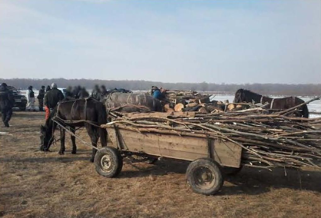 20 de moldoveni, prinși la tăiat ilegal de lemne în zona de frontieră. Foto: border.gov.md