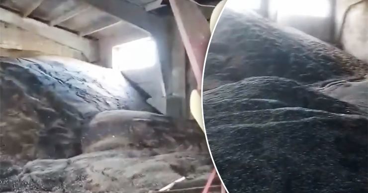 Ангар с сотнями тонн подсолнечника затопило во время наводнения в Комрате.