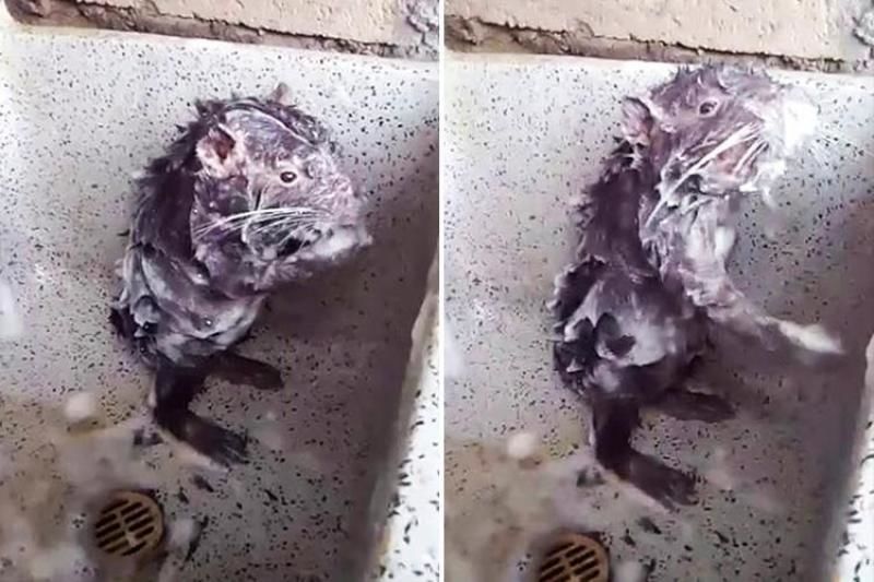 Povestea tristă a șoricelului care face baie, devenit viral pe internet