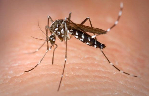 De cele mai multe înţepăturile de insecte sunt doar dureroase, dar uneori ele pot fi grave. Foto: fanatik.ro