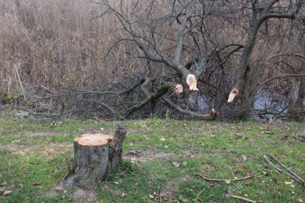 Общая площадь лесов в Гагаузской автономии составляет 15 тысяч гектаров.