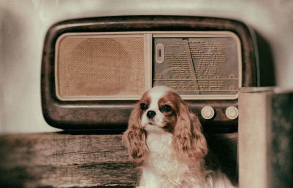 Germanii au lansat radioul care îi ajută pe câini să nu se mai simtă singuri. Foto: evz.ro