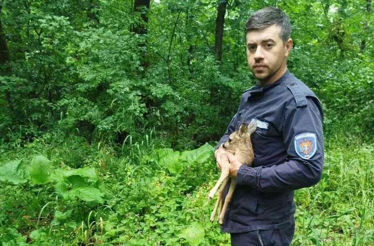 Un pui de căprior a fost salvat în raionul Nisporeni.