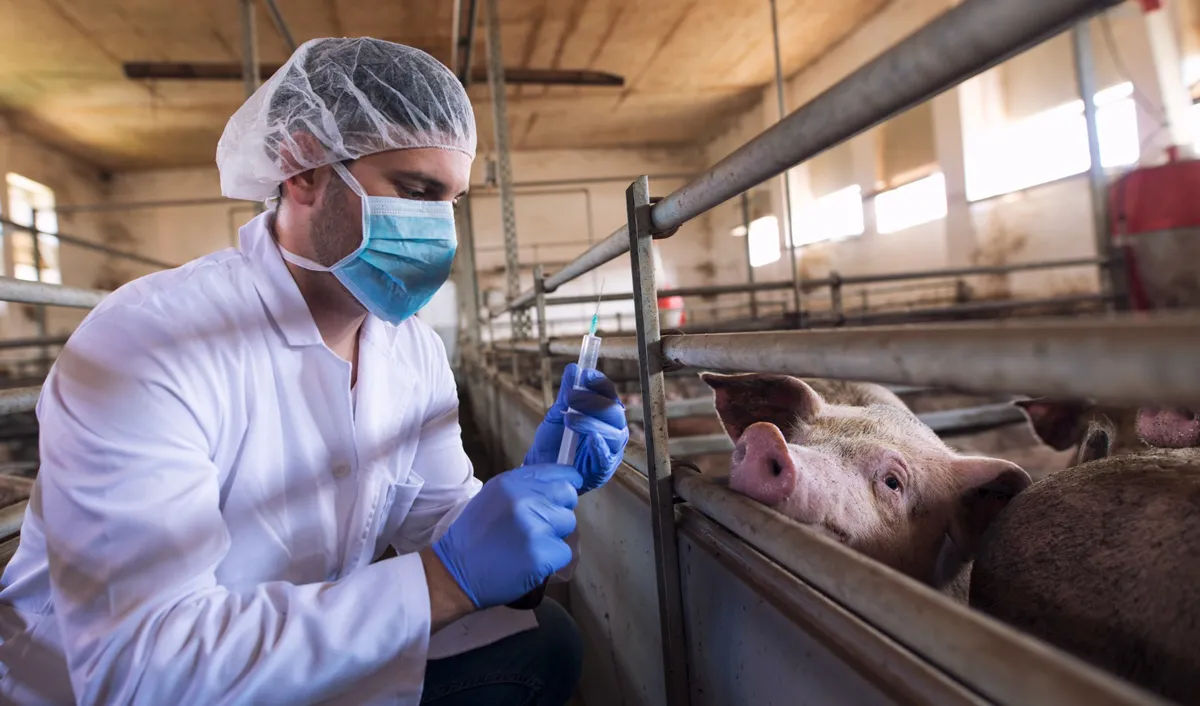 Antibioticele periculoase pentru animale vor fi interzise în Moldova.