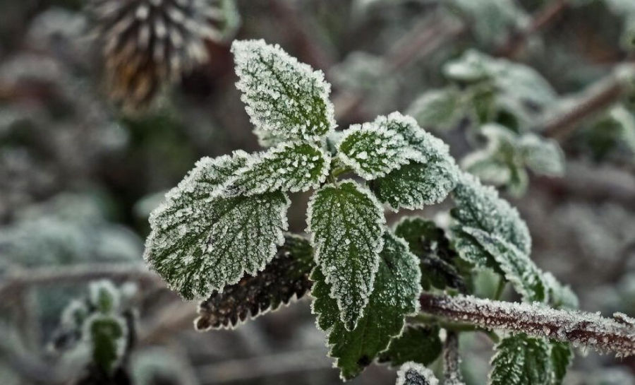 В ряде районов Румынии в ночь на 25 августа температура опустилась до -1 °C.