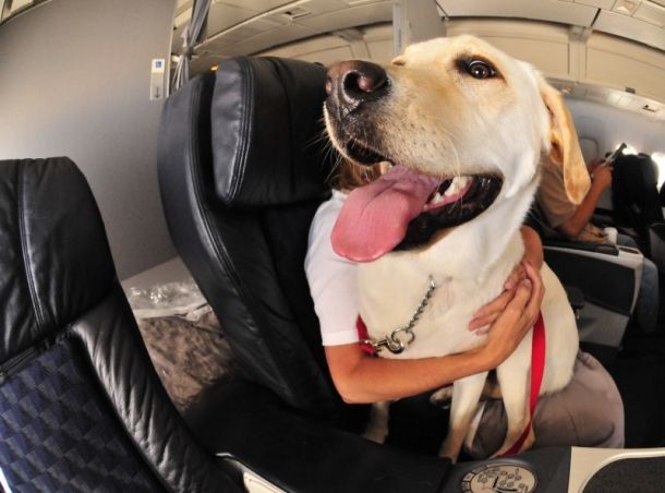 Ce se poate întâmpla cu animalele de companie în avion. Foto: feminis.ro