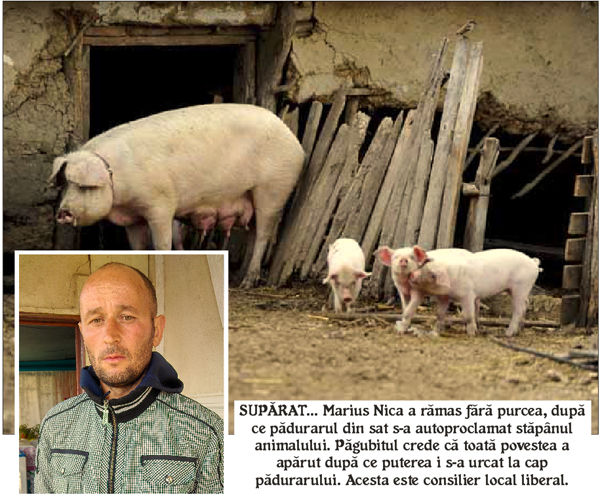 Un cioban și un pădurar merg cu purcica la testul ADN. Foto: vremeanoua.ro