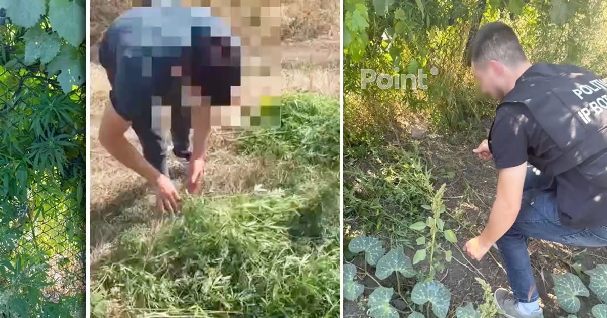 В Кишинёве полиция обнаружила десятки кустов конопли.