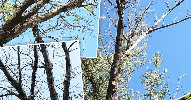Бельчане бьют тревогу: в парках и дворах много сухих деревьев. Коллаж: Point.md