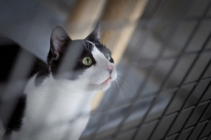 Кошка, которая передала H7N2 человеку, могла заразиться, съев больного голубя или контактируя с другой кошкой.