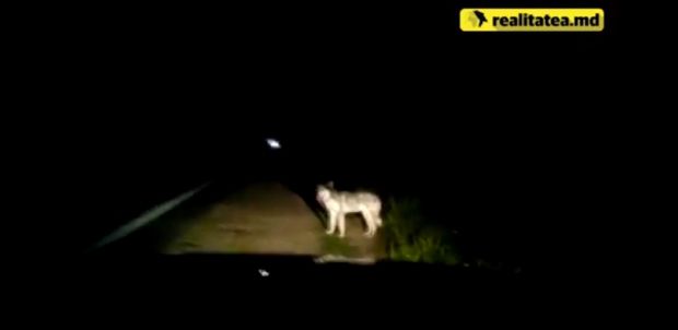 Un șofer care mergea spre Vadul lui Vodă a dat peste un lup. Foto: realitatea.md
