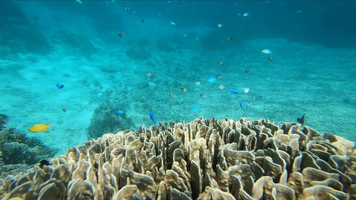 Cercetătorii au descoperit bacterii ciudate și necunoscute în coralii de mare adâncime.