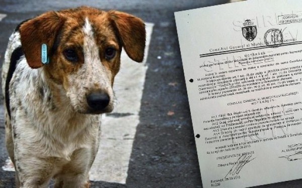 Camera Deputaţilor din România, a adoptat, marţi, legea privind eutanasierea cîinilor fără stăpîn.