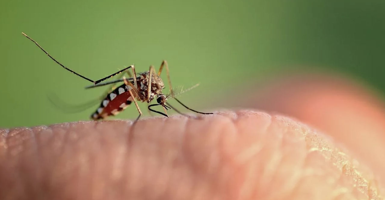 Ученые выяснили, почему комары кусают одних людей чаще других: дело не в "сладкой крови".