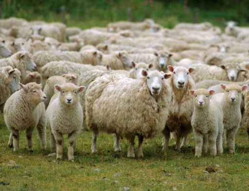 Cercetătorii au demonstrat că şi oile sunt animale inteligente