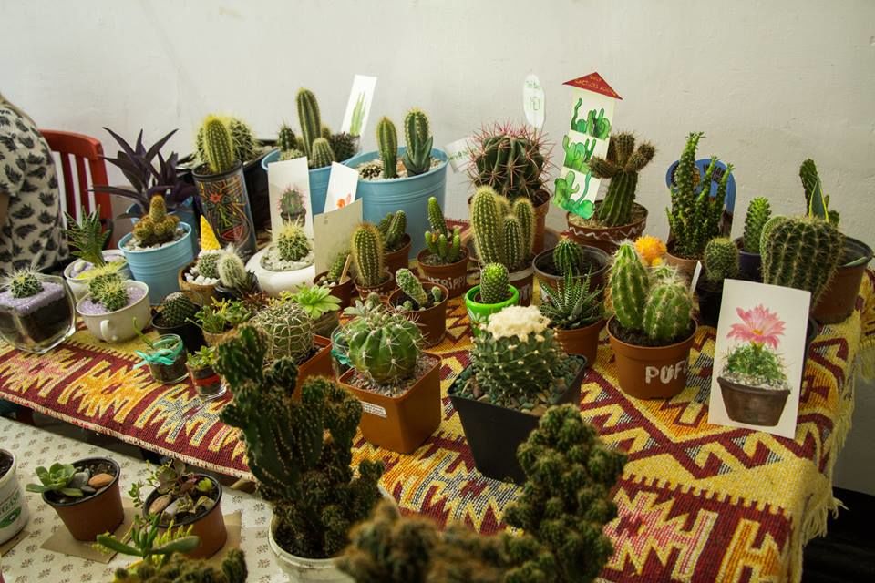 Eveniment țepos: La Chișinău a fost organizat Festivalul Cactușilor