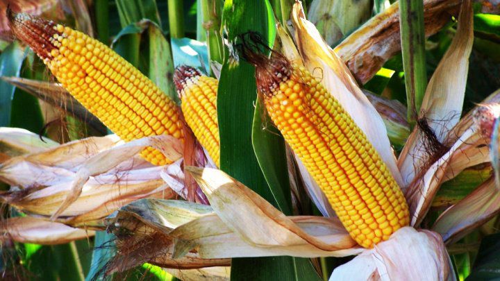 Vești bune de la agricultori privind recolta din acest an