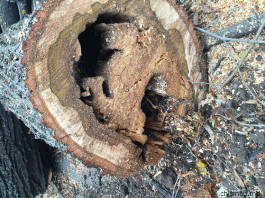 78 de arbori au fost defrişaţi săptămâna trecută în capitală. 
