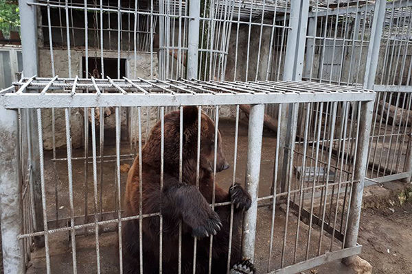 Начальник Государственной экологической инспекции Валериу Нани заявил, что принял к сведению данное дело.