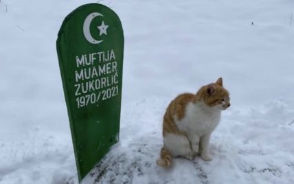 Настоящий Хатико: в Сербии кот живет на могиле покойного хозяина.