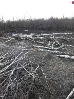 В экологической инспекции объяснили вырубку деревьев в Колонице.