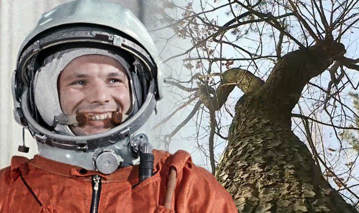 Сельчане о знаменитом дереве наслышаны, но не все знают, где оно растёт. 