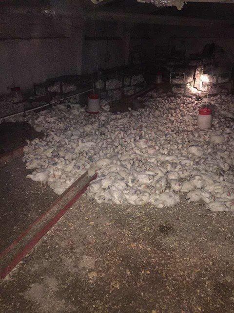 Сильнейший пожар на ферме в селе Абаклия Басарабяского района привел к гибели 15 тысяч цыплят.