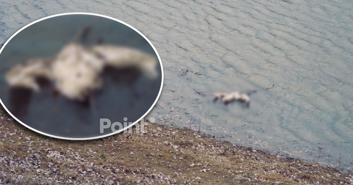 Cauza morții păsărilor de pe Nistru a fost gripa aviară.