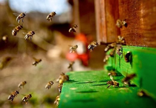 По данным ученых, нехватка пчел в Европе достигает 13,4 миллиона колоний - это около 7 миллиардов особей.