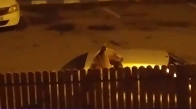 O ursoaică, fimată cum încearcă să se urce pe maşină. Foto: digi24.ro