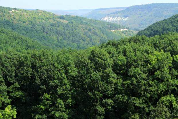 Hectare de pădure arendate de la Moldsilva, vândute cu zeci de mii de euro. Foto: noi.md