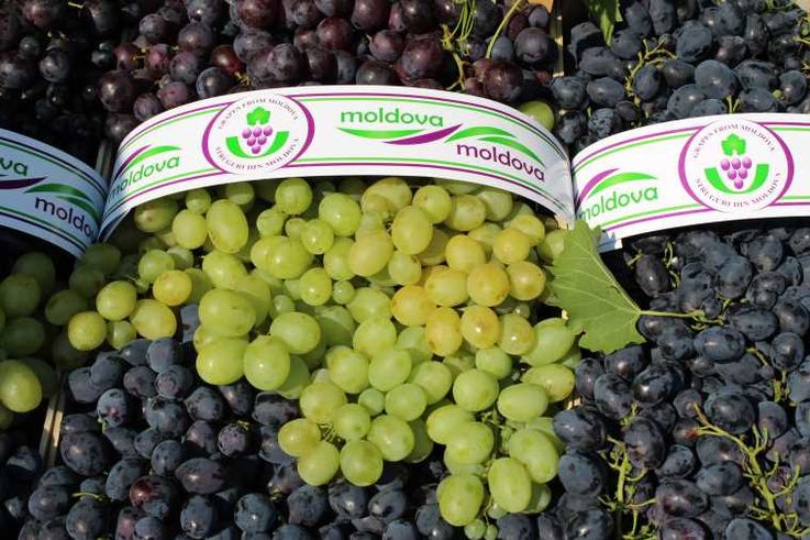 В Молдове ухудшилось качество столового винограда экспортных сортов