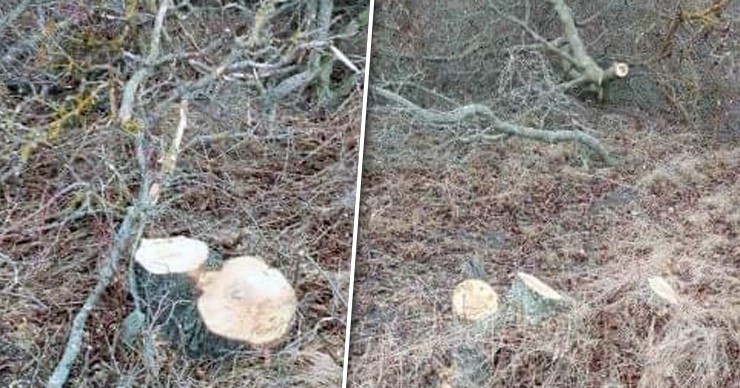 Вблизи Комрата массово вырубают лес: остались одни пеньки. Коллаж: Point.md