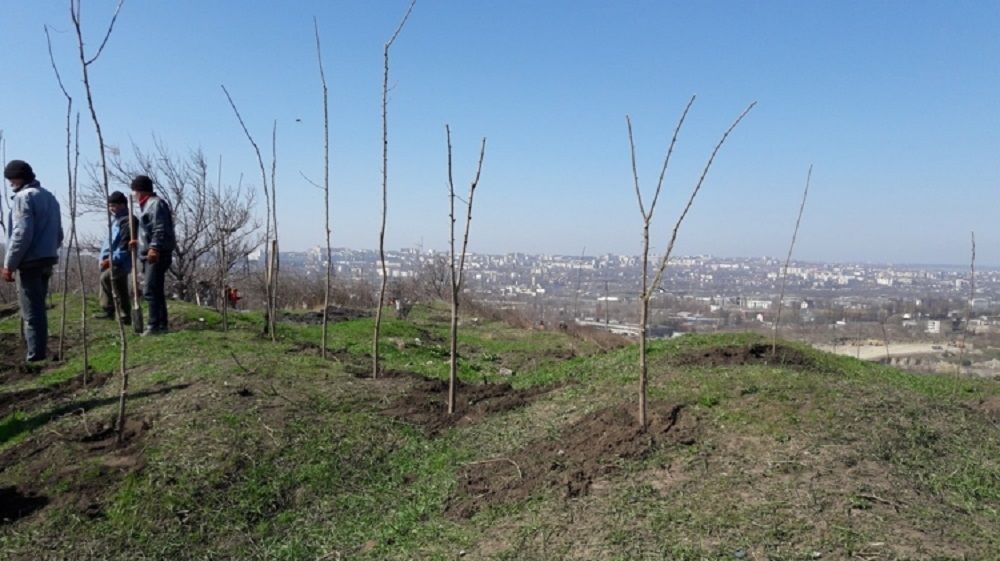 Мэрия Кишинева посадила 700 акаций на окраине Бубуечь.