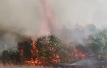 В Европе бушуют лесные пожары.